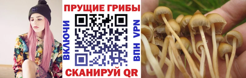 купить наркотик  Благодарный  Галлюциногенные грибы Cubensis 